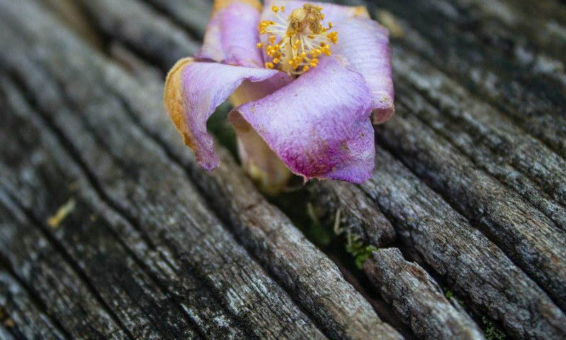 rose