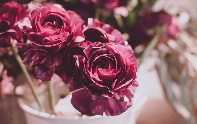 rose